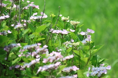 畑の真ん中・・紫陽花模様