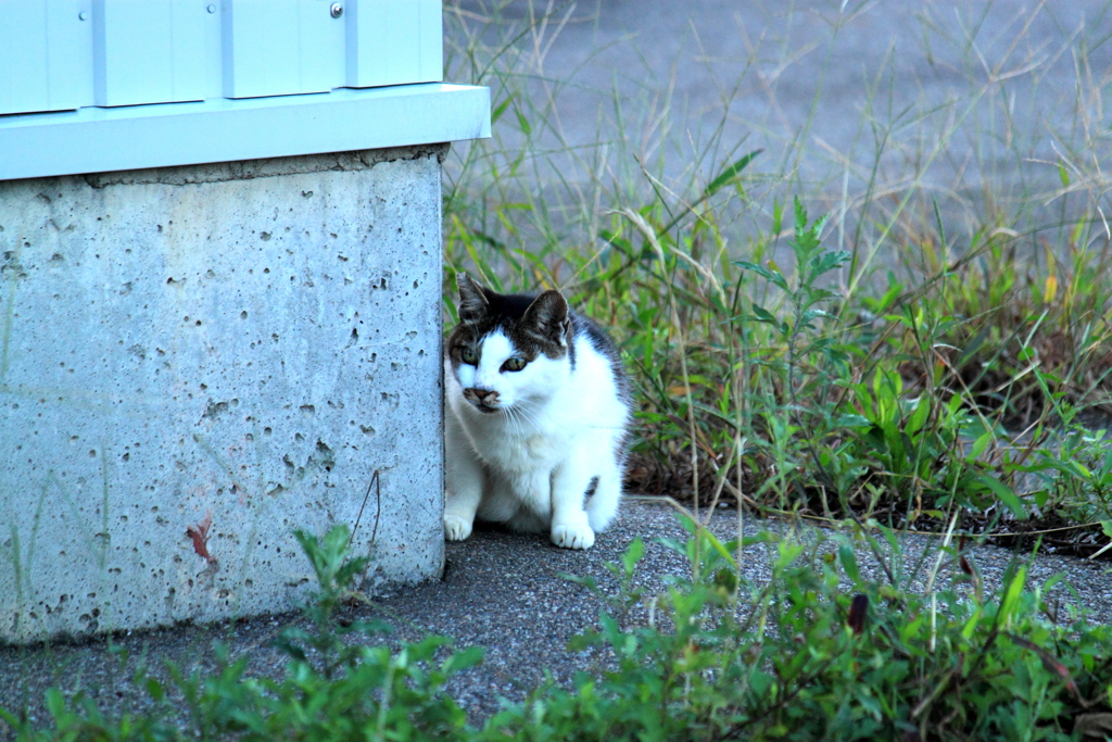 あそこになんかいるぞ～＠