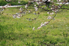伊豆多賀白・・桜