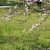 伊豆多賀白・・桜