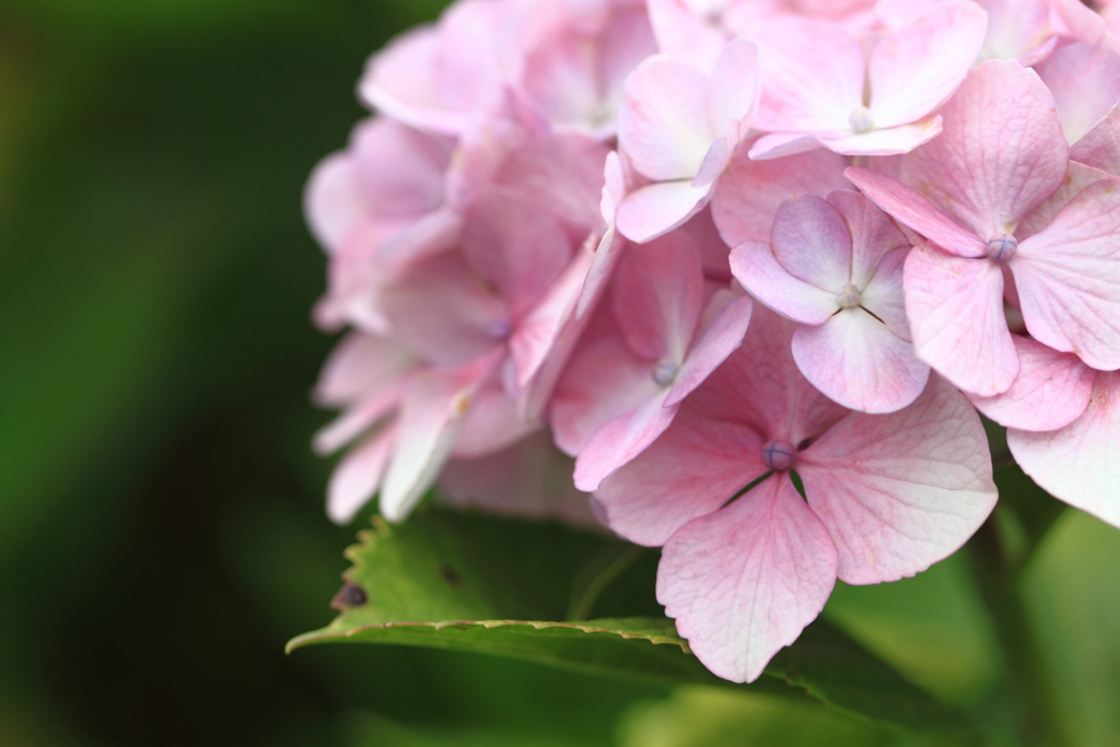 公園の紫陽花　３