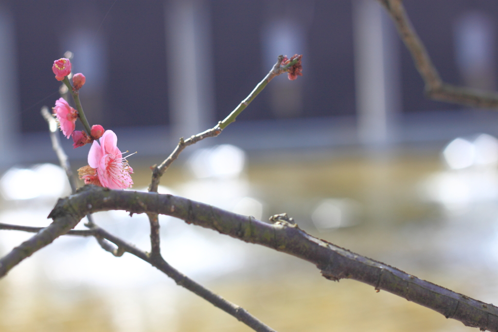 春の華やぎ
