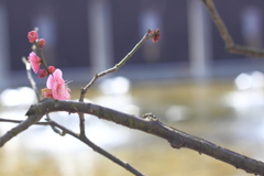 春の華やぎ