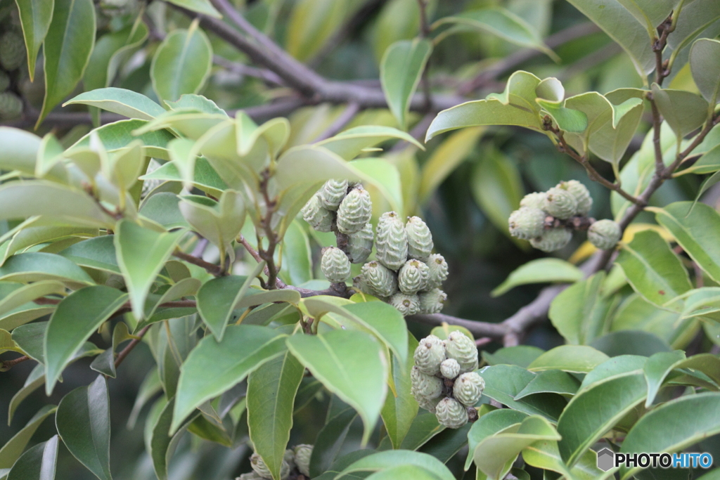 運河沿いの植物