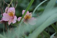 花言葉・・エキゾチックとも・・アルストロメリア