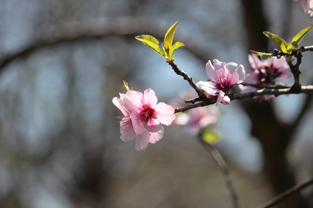 アーモンドの花