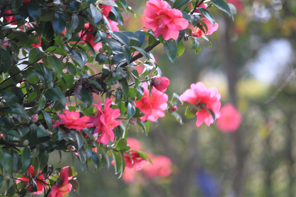 山茶花