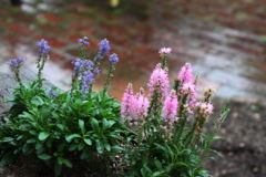 雨に打たれる花・・ベロニカ　