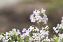 花大根の咲く季節になりましたね～＾＾