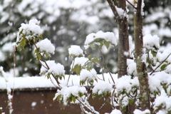 雪が降る～