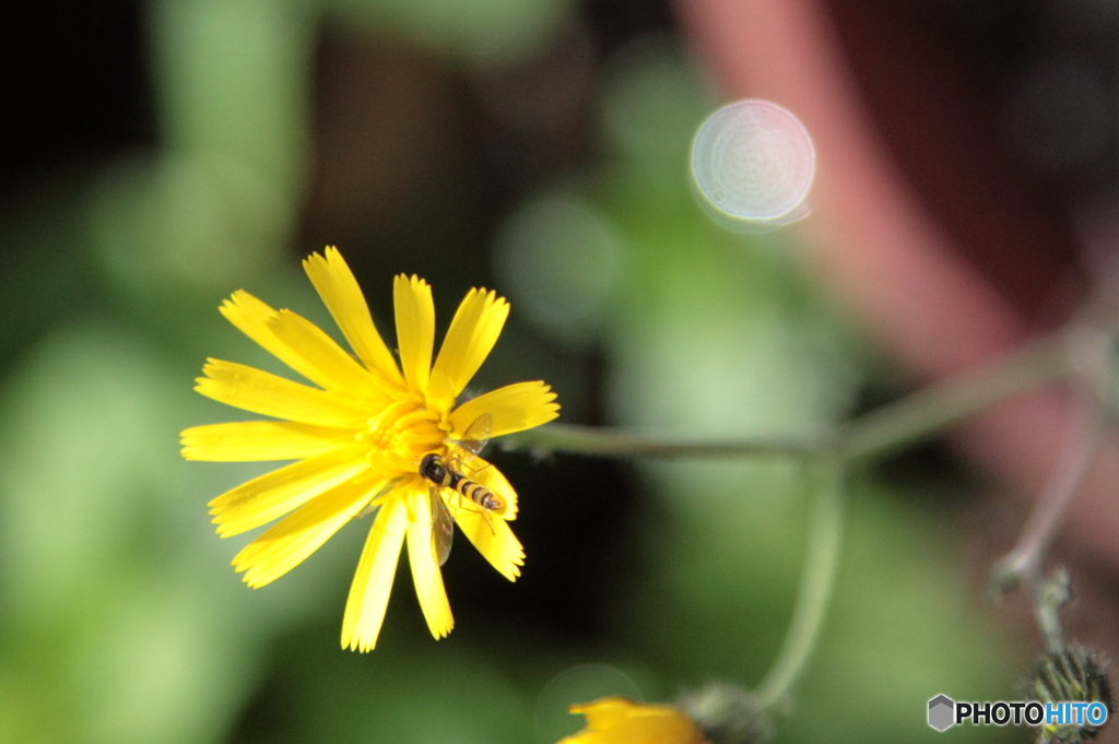 ウズラバタンポポの蜜って美味なの？
