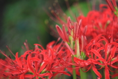 曼珠沙華