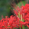 曼珠沙華