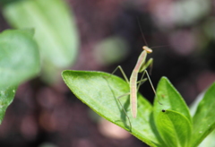 カマキリの赤ちゃん ^^