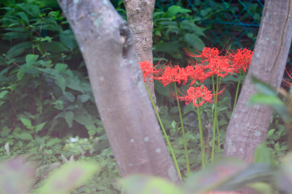 赤い花なら曼珠沙華 ♪