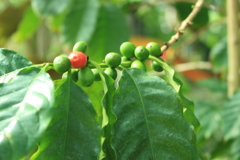 アラビアコーヒーの木