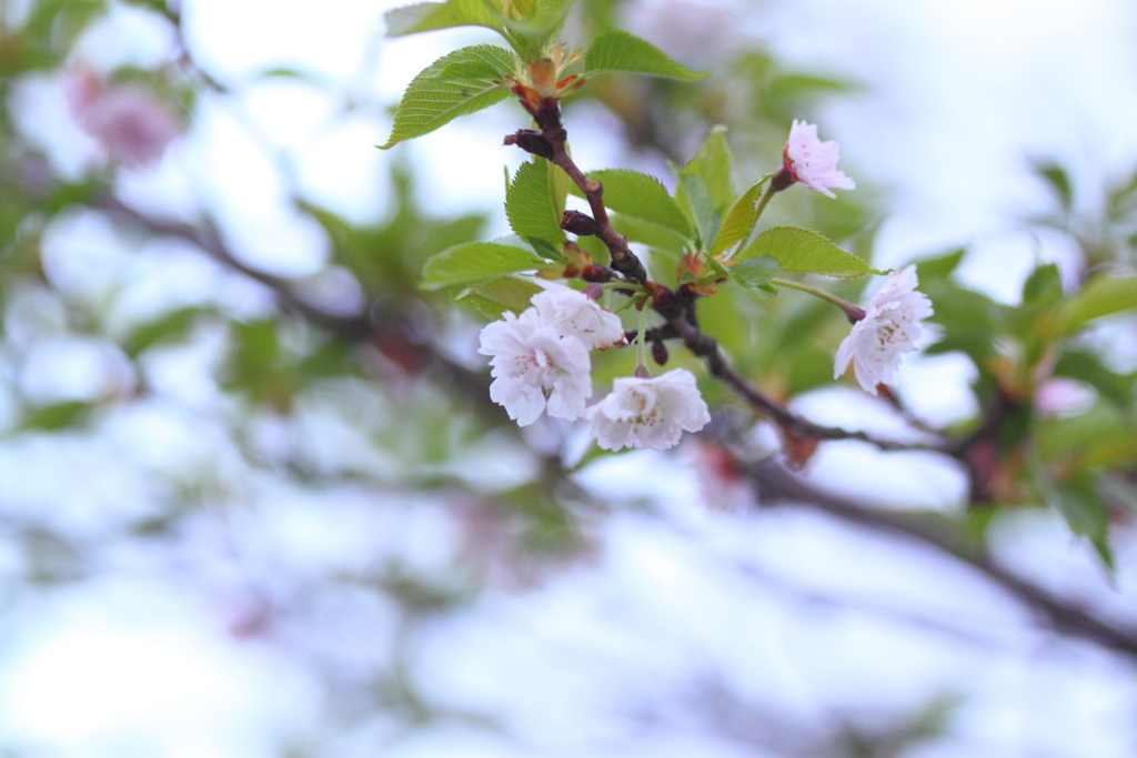 子福桜２