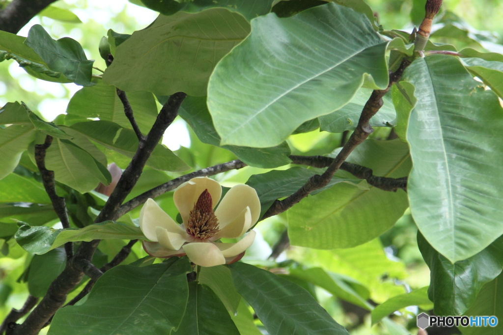 タイサンボクの花