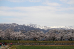 朝日舟川　桜並木で楽しむ花見客