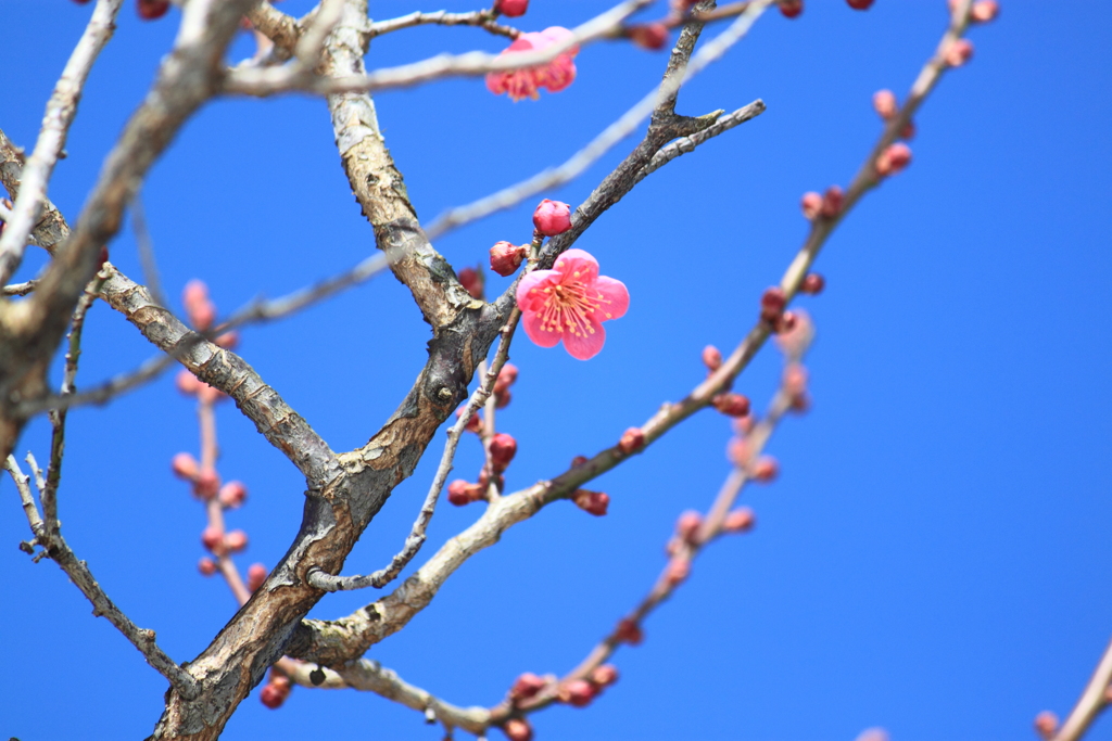 梅咲いてた～１