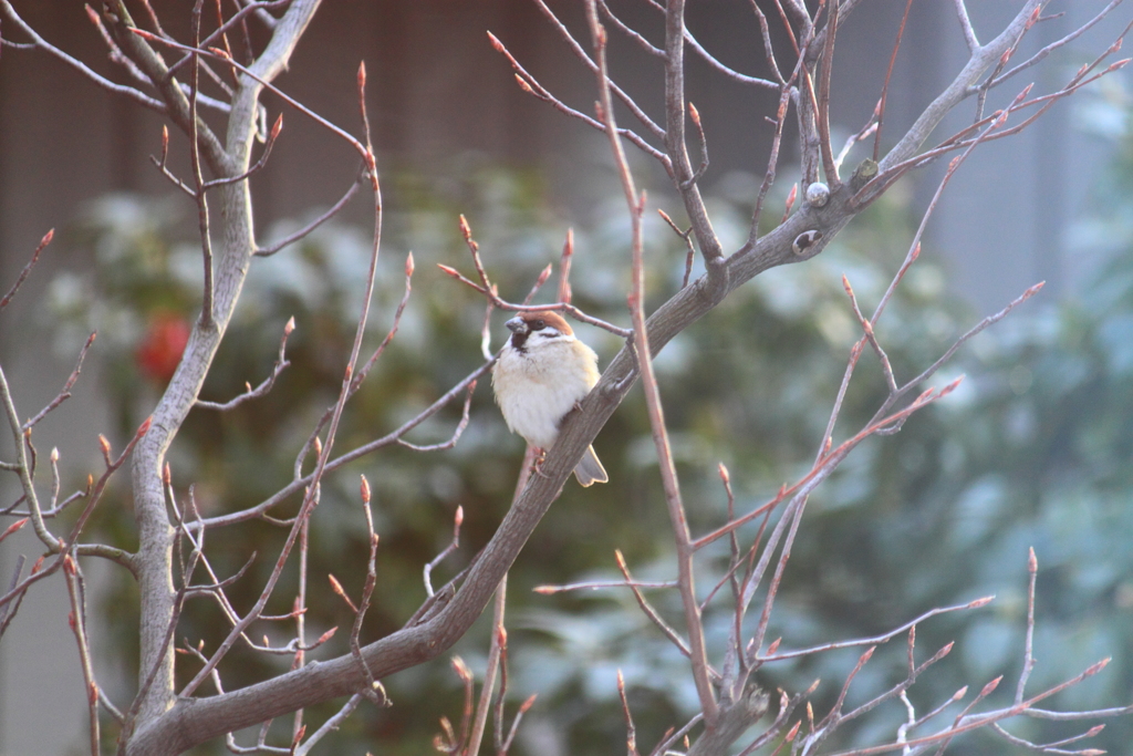 雀でした～＾＾