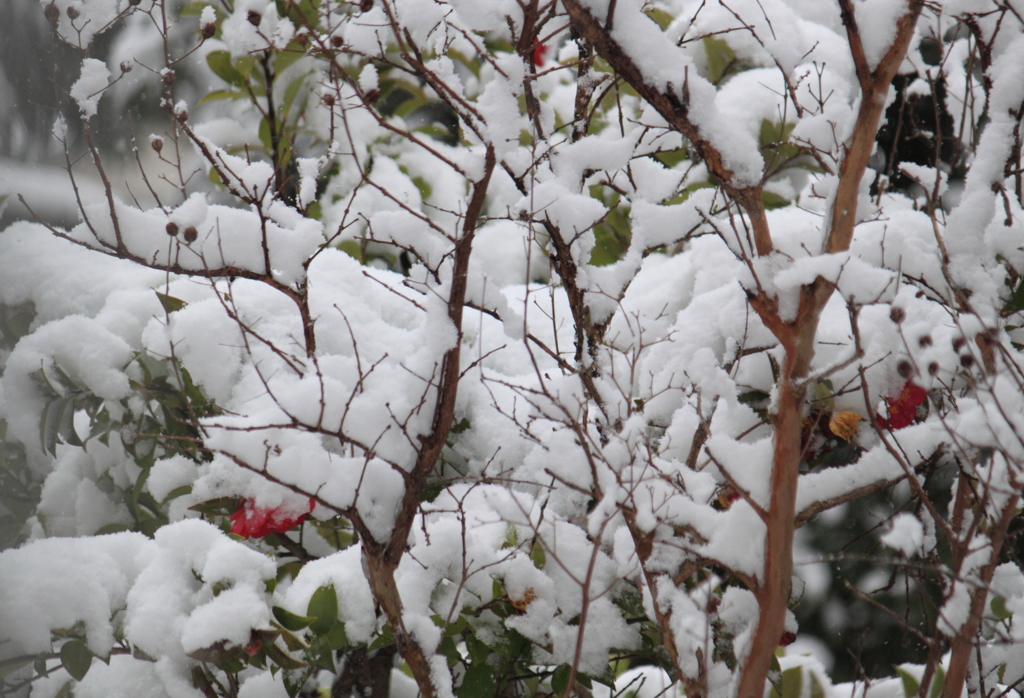 雪の花