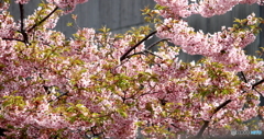 河津桜・・緑とピンクが素敵　又来年ね