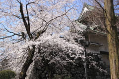 佐藤記念館と桜