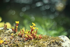 苔の花・・この場所が大好きみたい　(^'^)