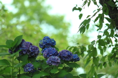 梅雨が好き紫陽花