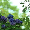 梅雨が好き紫陽花