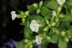 雨が嬉しいサフイ二ア