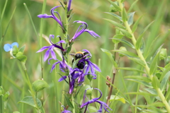 蜜が大好き　クマ蜂