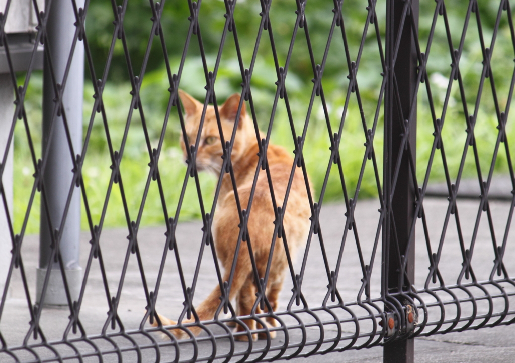 不審者？足音が気になる猫