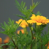 中島閘門に華を添えるマリーゴールド