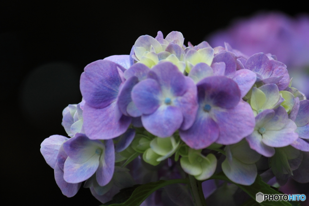 七変化が楽しみな紫陽花