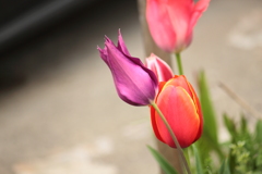 花散歩　４