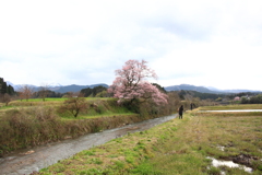 一度見たかった江戸彼岸桜　☆