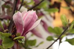 花散歩　１