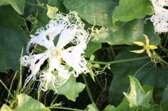 からすうりの花