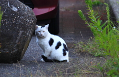 またもや会った野良くん