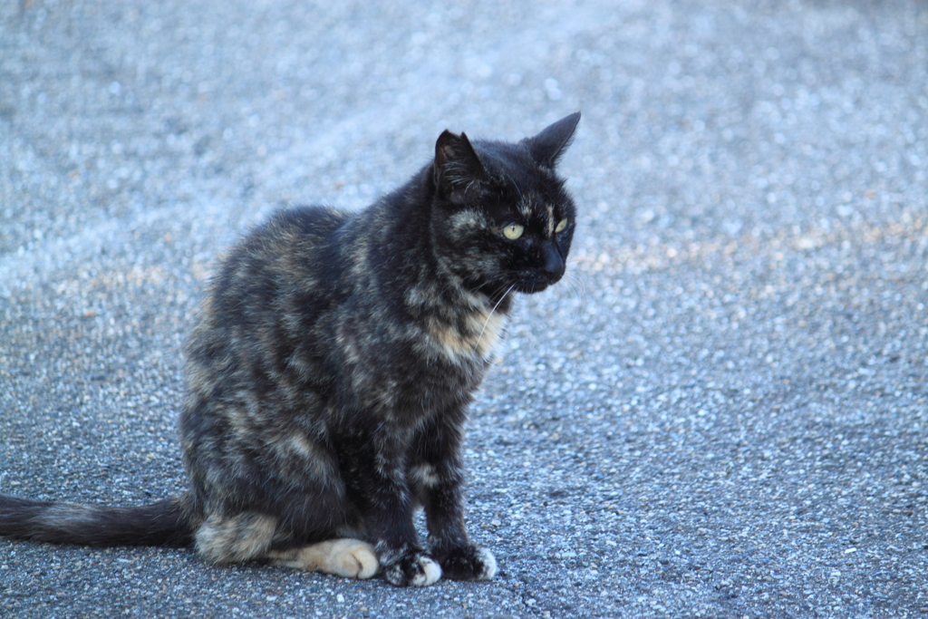 戦いすんで・・日が暮れて・・ここにも猫一匹