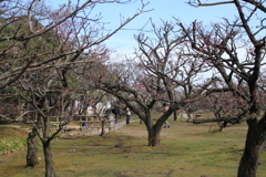 旧内山邸　梅園