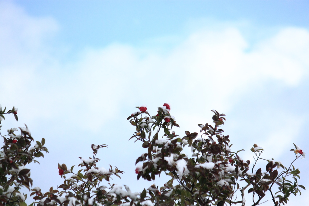 雪のち晴れ・・山茶花も一息