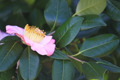 控えめな愛・・花言葉が素敵な椿