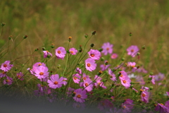 あちこちに秋桜