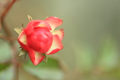 薔薇