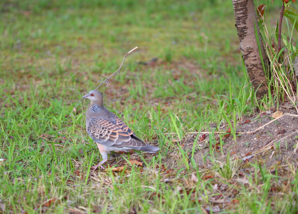 公園の鳩くん