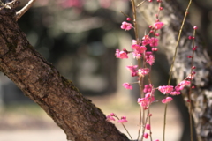 安らぎをくれる紅梅