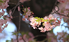 見納め河津桜　２